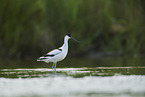 pied avocet