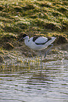 pied avocet