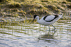 pied avocet
