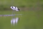 pied avocet