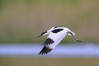 pied avocet