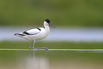 pied avocet
