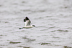 avocet