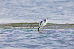 avocet