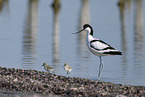 avocet
