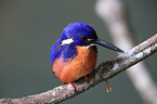 sitting Azure Kingfisher