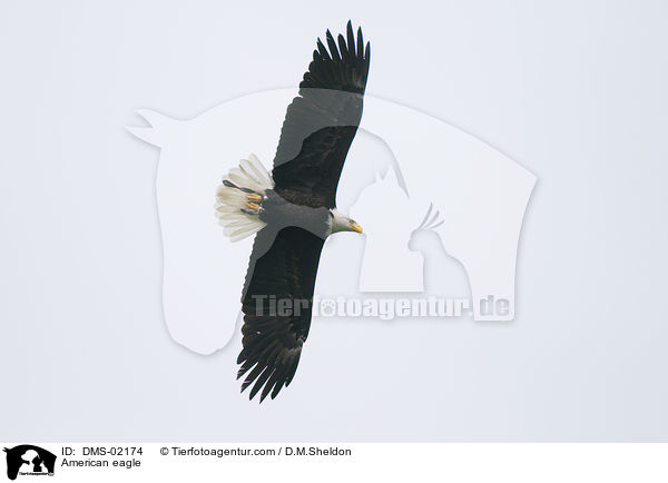 American eagle / DMS-02174