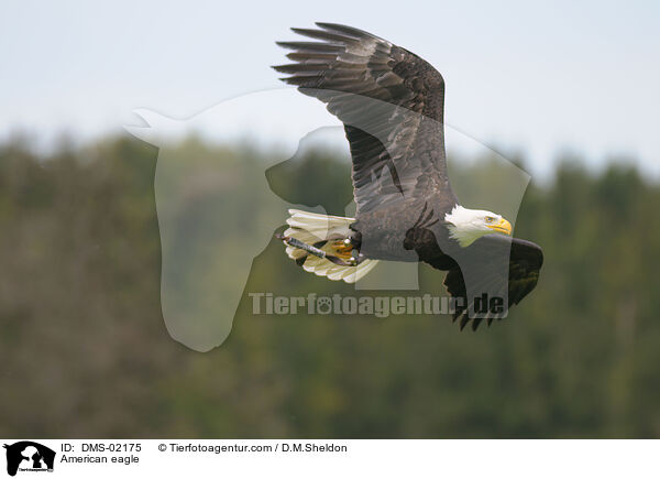 American eagle / DMS-02175