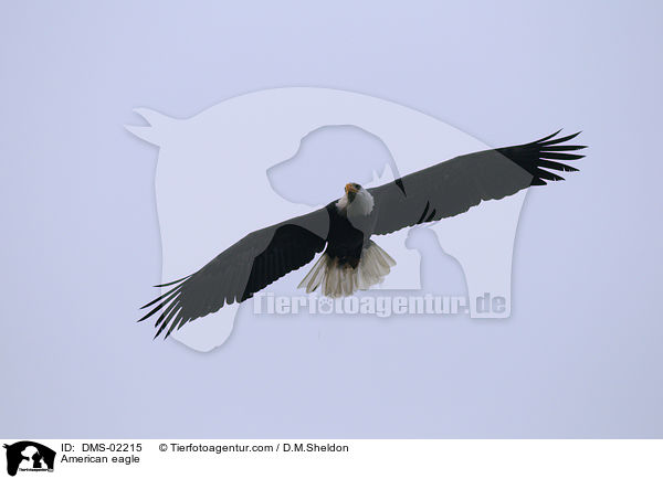 American eagle / DMS-02215
