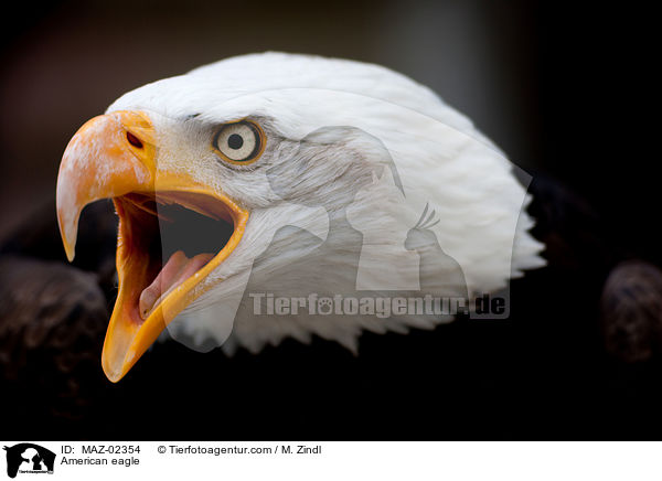 American eagle / MAZ-02354
