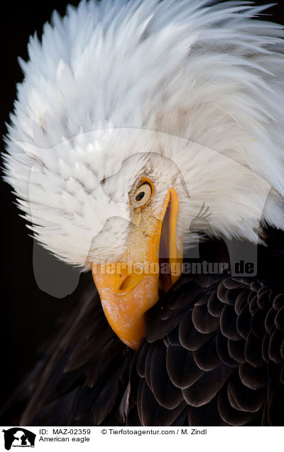 American eagle / MAZ-02359