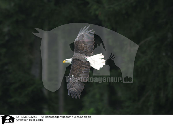 American bald eagle / DMS-03252