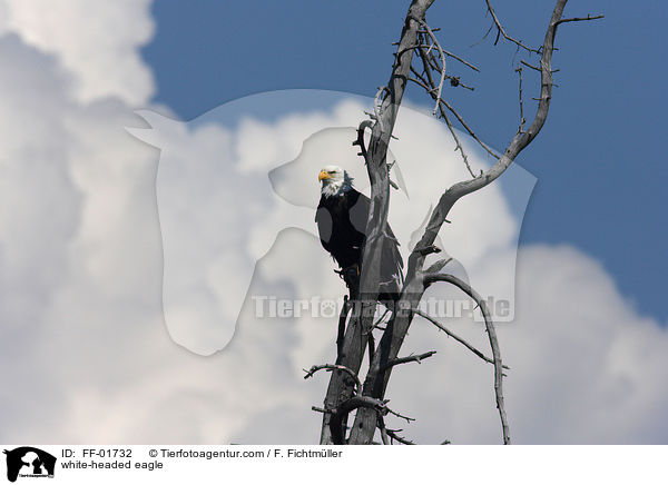 white-headed eagle / FF-01732