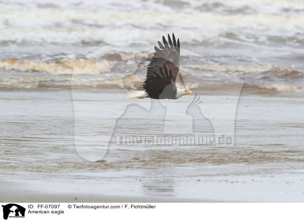 American eagle / FF-07097
