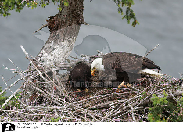 American eagles / FF-07105