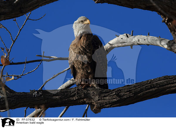 Weikopfseeadler / American bald eagle / FF-07632