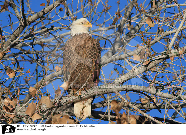 American bald eagle / FF-07637