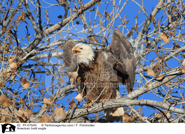 American bald eagle / FF-07640