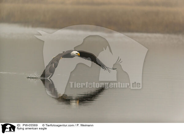 flying american eagle / PW-05569