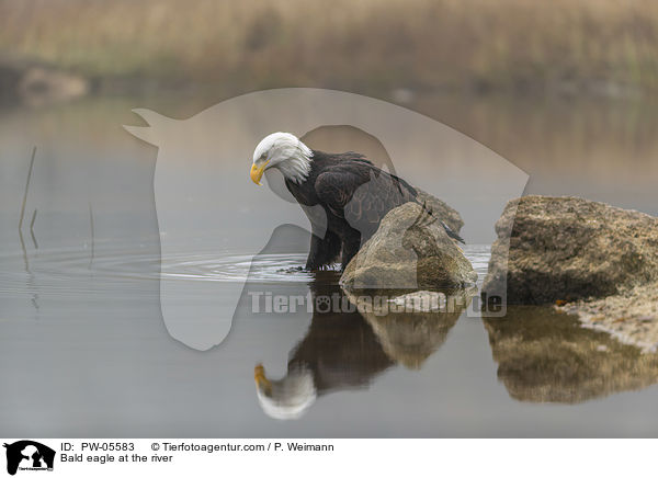 Bald eagle at the river / PW-05583