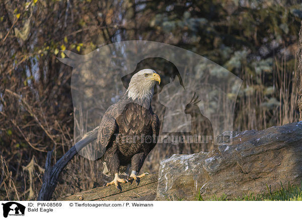 Bald Eagle / PW-08569