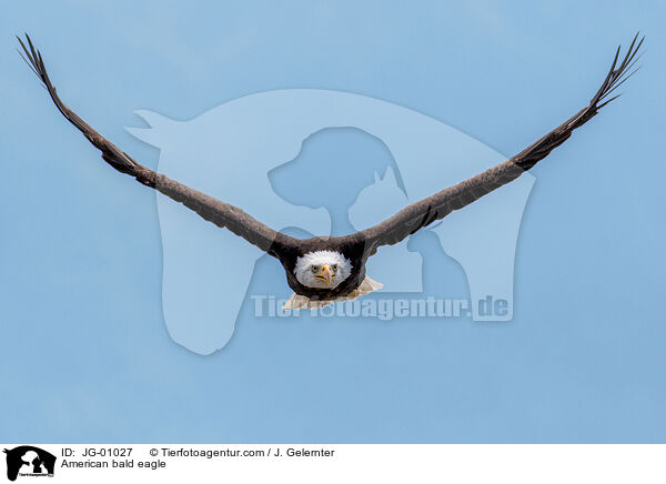 Weikopfseeadler / American bald eagle / JG-01027