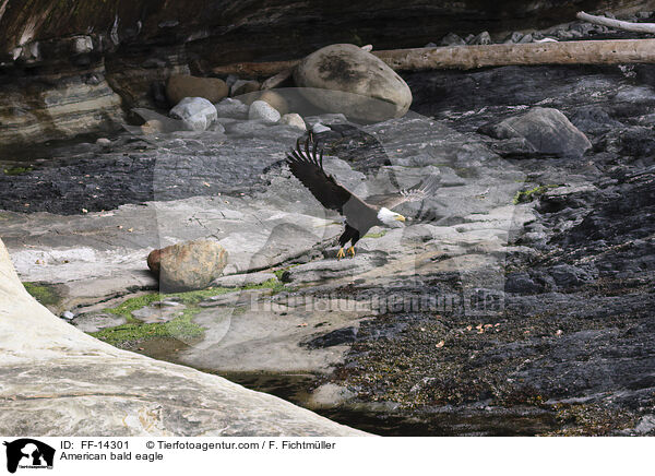 American bald eagle / FF-14301