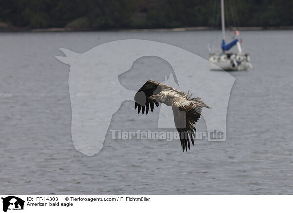 American bald eagle / FF-14303