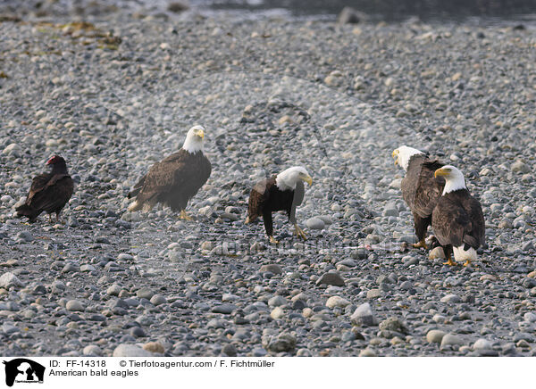 American bald eagles / FF-14318