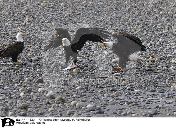 American bald eagles / FF-14323
