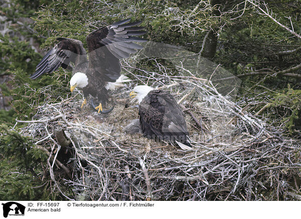 Weikopfseeadler / American bald / FF-15697