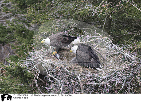 Weikopfseeadler / American bald / FF-15698