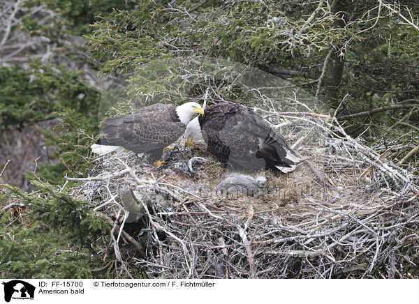 Weikopfseeadler / American bald / FF-15700
