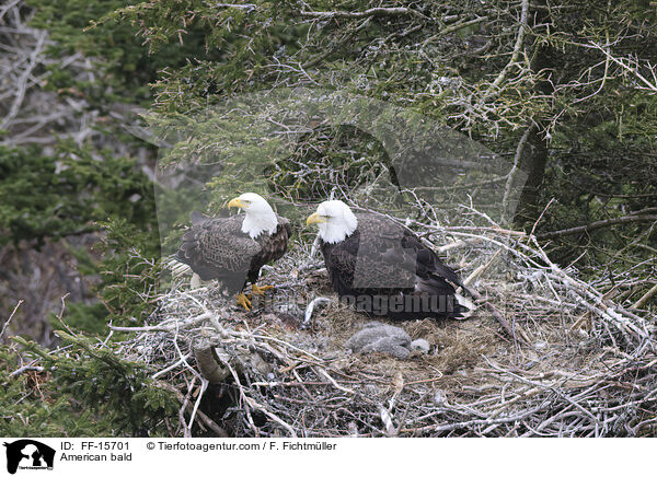 Weikopfseeadler / American bald / FF-15701