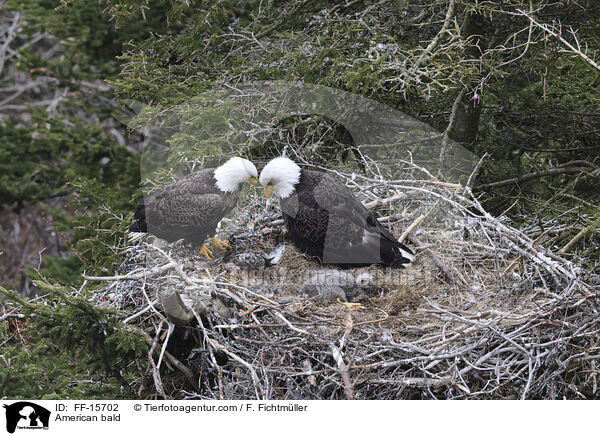 Weikopfseeadler / American bald / FF-15702