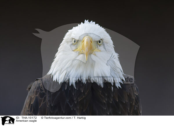 American eagle / THA-10172