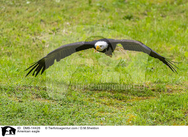 Weikopfseeadler / American eagle / DMS-14426