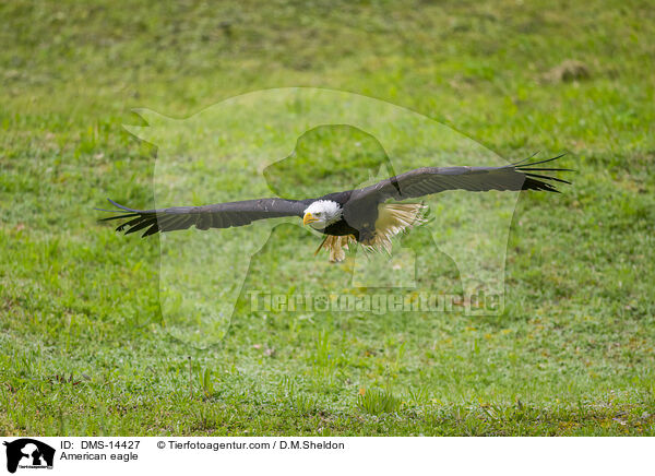 Weikopfseeadler / American eagle / DMS-14427