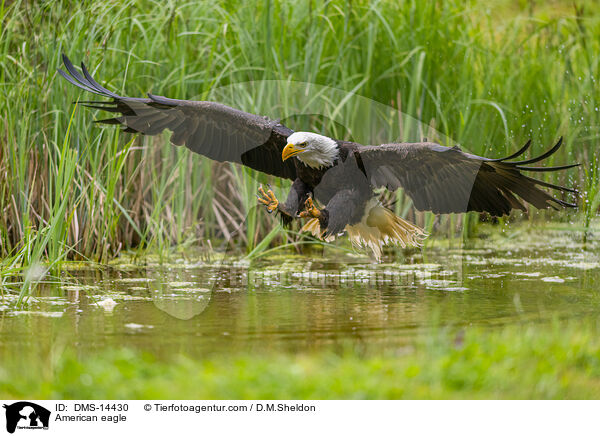 Weikopfseeadler / American eagle / DMS-14430