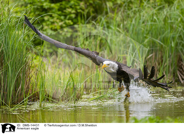 Weikopfseeadler / American eagle / DMS-14431