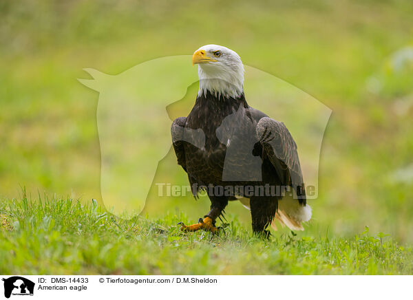 Weikopfseeadler / American eagle / DMS-14433