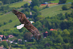 flying american eagle