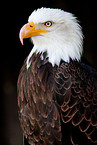 American eagle