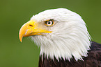 American eagle portrait