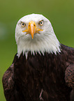American eagle portrait