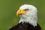 American eagle portrait