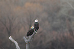 American eagles