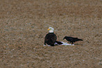 American eagle