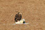 American eagle