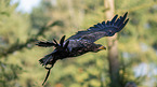 American eagle